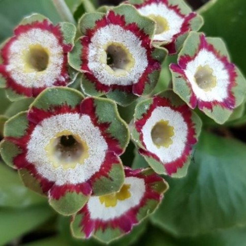 Primula auricula 'Marmerie' - Kõrvikpriimula 'Marmerie' P9/0,55L